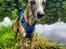 Whippet Falcon (Tanalorn Mr. Quade)