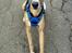 Whippet Falcon (Tanalorn Mr. Quade)