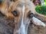 Whippet Falcon (Tanalorn Mr. Quade)