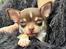 Chihuahua Gizmo - Da jeg besøgte ham for første gang🩶