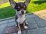 Chihuahua Gizmo - Charmetrold🩶