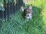 Chihuahua Gizmo - Elsker at lege i haven med pinde🩶