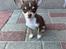 Chihuahua Gizmo - Min lille Gizzer'muuh🩶