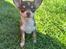 Chihuahua Gizmo - 🩶