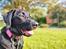Labrador retriever Ace