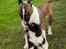 Spansk Vandhund Esmero Taurus aka Wally