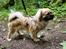 Tibetansk spaniel Django