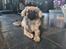 Tibetansk spaniel Django