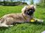 Tibetansk spaniel Django