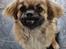 Tibetansk spaniel Django