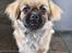 Tibetansk spaniel Django