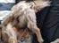 Tibetansk spaniel Django