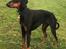 Dobermann Penny von Engelhardt - På sin 2 års fødselsdag