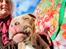 American Bully Molly 