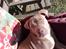 American Bully Molly 