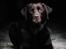 Labrador retriever Cody