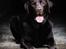 Labrador retriever Cody