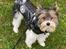 Biewer yorkshire terrier Viggo