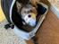 Biewer yorkshire terrier Viggo
