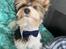 Biewer yorkshire terrier Viggo