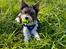 Biewer yorkshire terrier Viggo