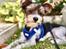 Biewer yorkshire terrier Viggo