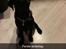 Labrador retriever Angus (fodervært, servicehundeforningen)