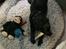 Labrador retriever Angus (fodervært, servicehundeforningen)