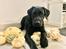 Labrador retriever Angus (fodervært, servicehundeforningen)