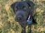 Labrador retriever Angus (fodervært, servicehundeforningen)