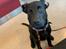 Labrador retriever Angus (fodervært, servicehundeforningen)