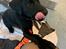 Labrador retriever Angus (fodervært, servicehundeforningen)