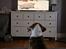 Olde english bulldogge Paco
