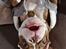 Olde english bulldogge Paco