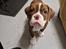 Olde english bulldogge Paco