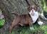 Olde english bulldogge Paco