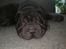 Shar pei Muffin 