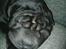 Shar pei Muffin 