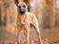 Blanding af racer Kendo - Fra fotograf i november kort inden Kendo's 1-års fødselsdag. Fotograf på Instagram: Hundefotografi