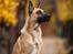 Blanding af racer Kendo - Fra fotograf i november kort inden Kendo's 1-års fødselsdag. Fotograf på Instagram: Hundefotografi