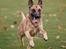 Blanding af racer Kendo - Fra fotograf i november kort inden Kendo's 1-års fødselsdag. Fotograf på Instagram: Hundefotografi