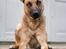 Blanding af racer Kendo - Fra fotograf i november kort inden Kendo's 1-års fødselsdag. Fotograf på Instagram: Hundefotografi