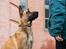 Blanding af racer Kendo - Fra fotograf i november kort inden Kendo's 1-års fødselsdag. Fotograf på Instagram: Hundefotografi