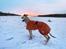 Whippet Dobby