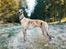 Whippet Dobby