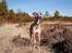 Whippet Dobby
