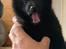 Schipperke Asti