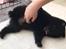 Schipperke Asti