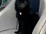 Schipperke Asti