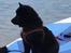 Schipperke Asti